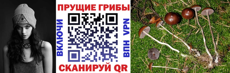 Псилоцибиновые грибы мицелий omg маркетплейс Пенза